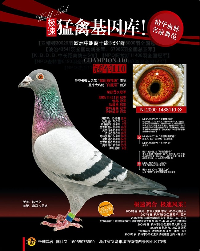 今日名舍之星——浙江义务极速鸽舍--21世纪名鸽网