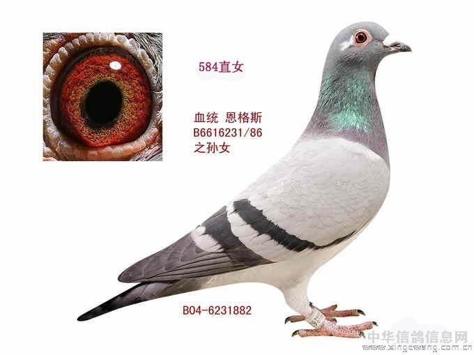 北京志刚鸽舍-首页-21世纪名鸽网
