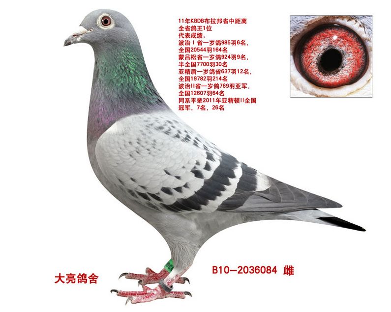 王大亮鸽舍---kbdb全省鸽王1位
