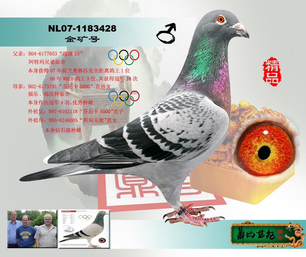 鼎昀世纪鸽舍---钻石级种雄-"金矿号"