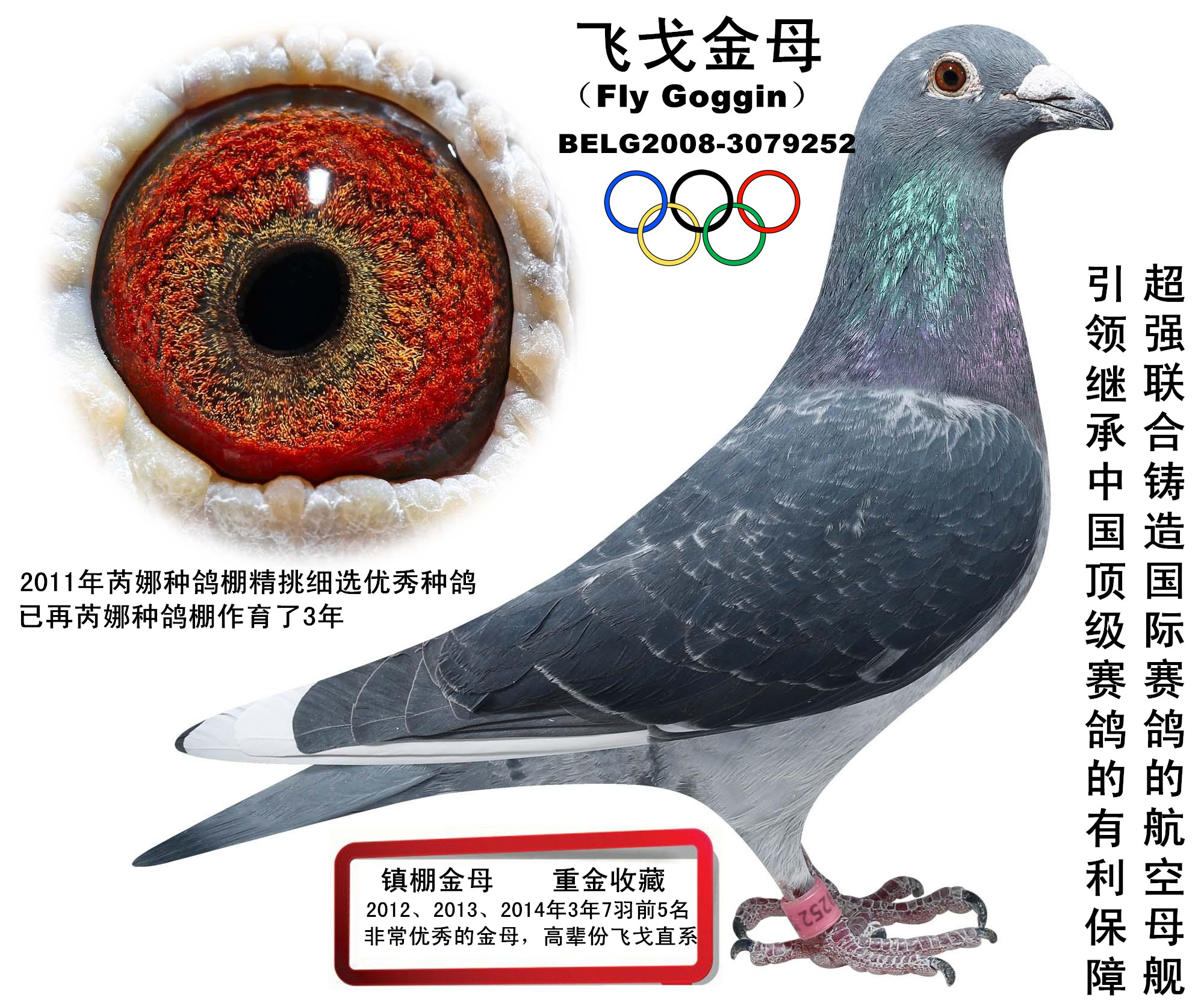 飞戈金母