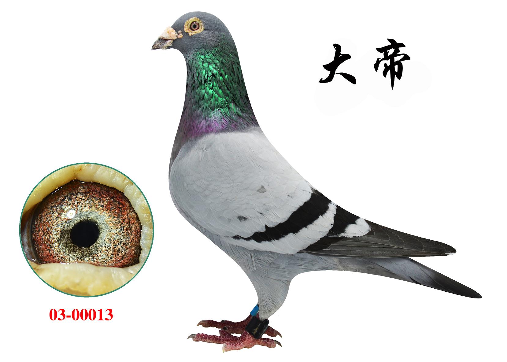 台湾培英鸽舍 ---白眼大帝