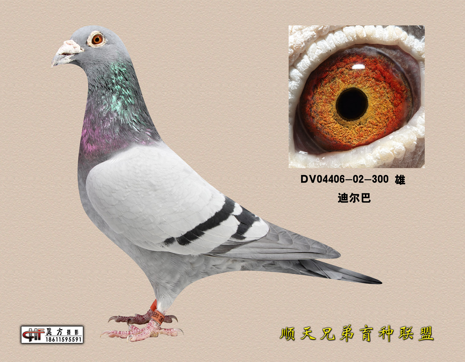 狄尔巴