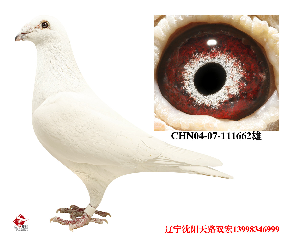名鸽欣赏 名称:乔斯托内 环号:04-07-111662 雌雄:雄 血统:乔斯托内