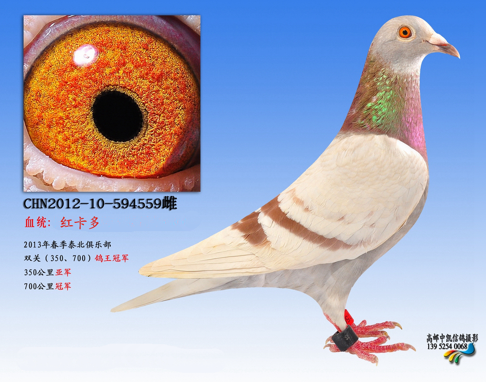 欣源鸽舍-冠军红卡多
