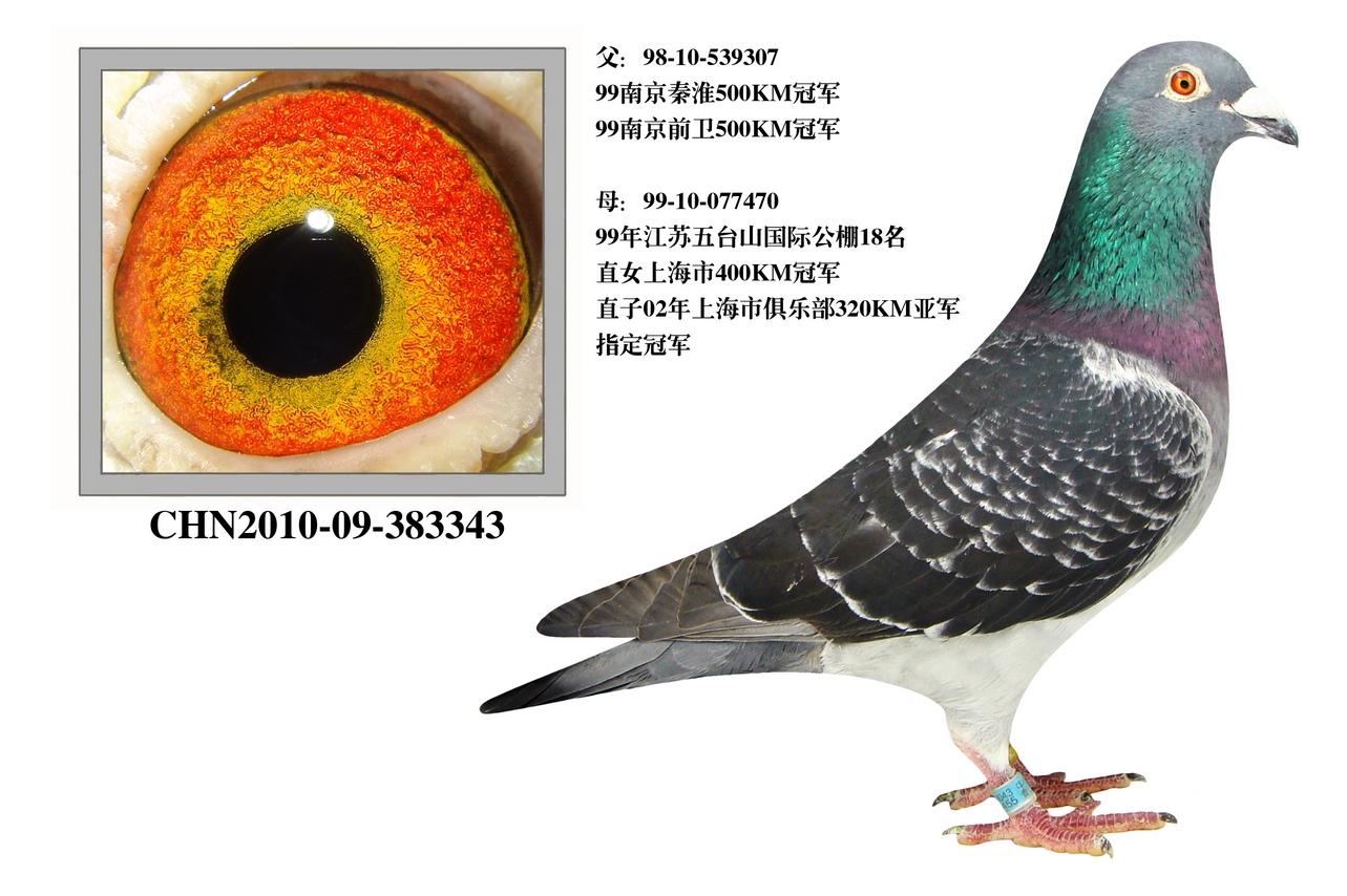 兆尊307直子(仅供欣赏)
