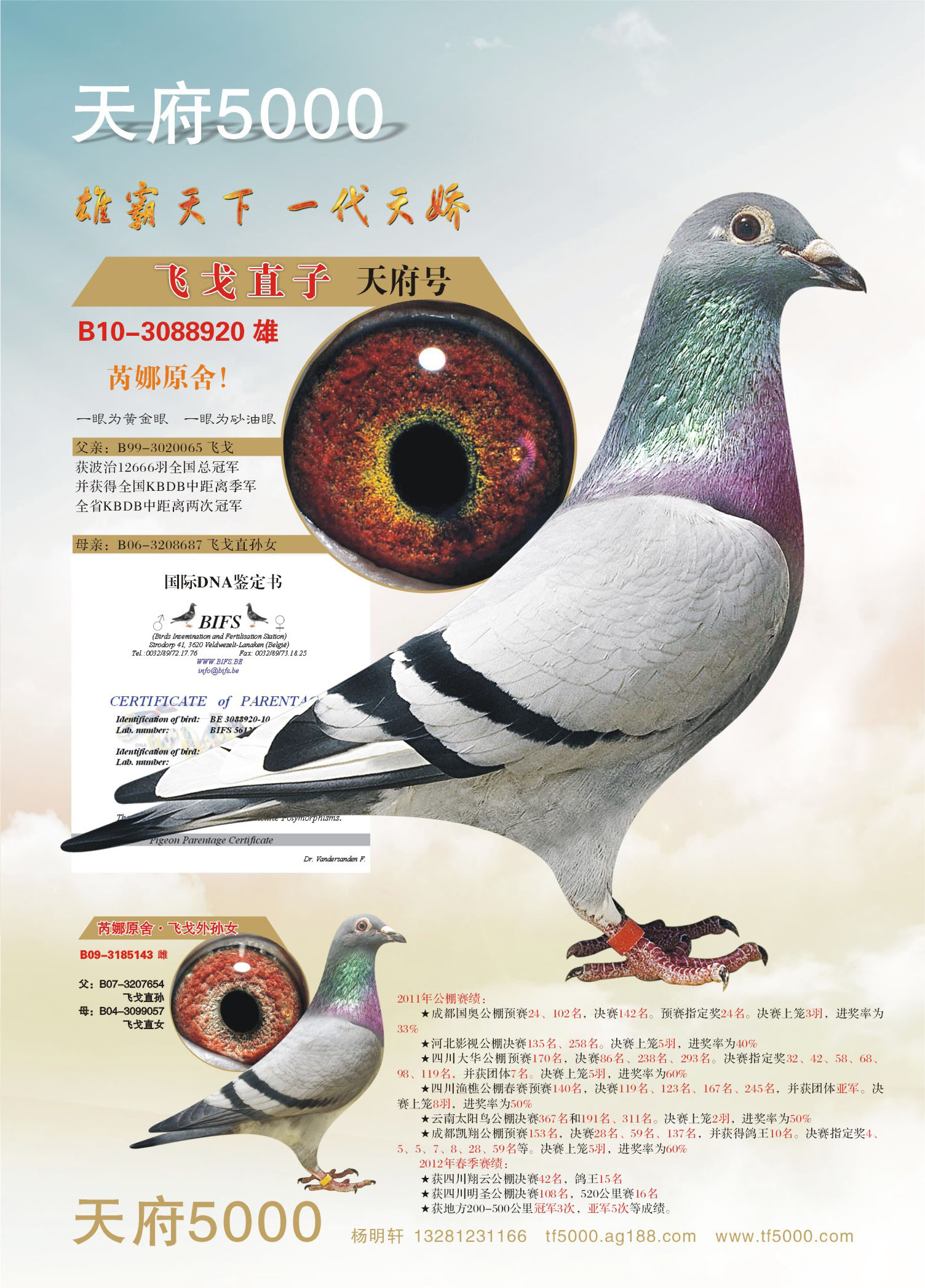 名鸽欣赏 名称:飞戈儿子—天府号 环号:b10-3088920 雌雄:雄 血统