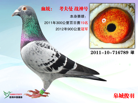 鸽欣赏 名称:900公里冠军 环号:2011-10-716789 雌雄:雄 血统:考夫曼