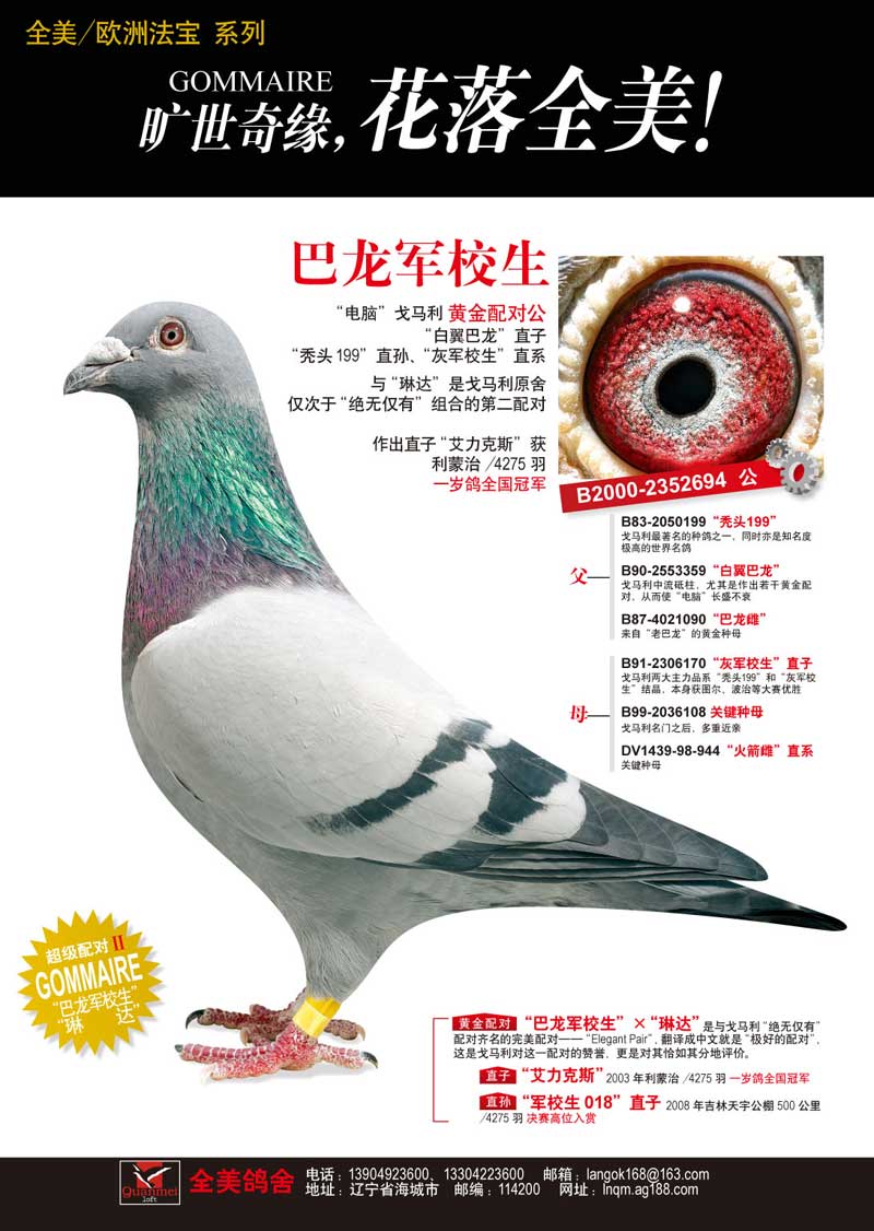 名鸽欣赏 名称:巴龙军校生 环号:b00-2352694(雄 雌雄:雄 血统:电脑