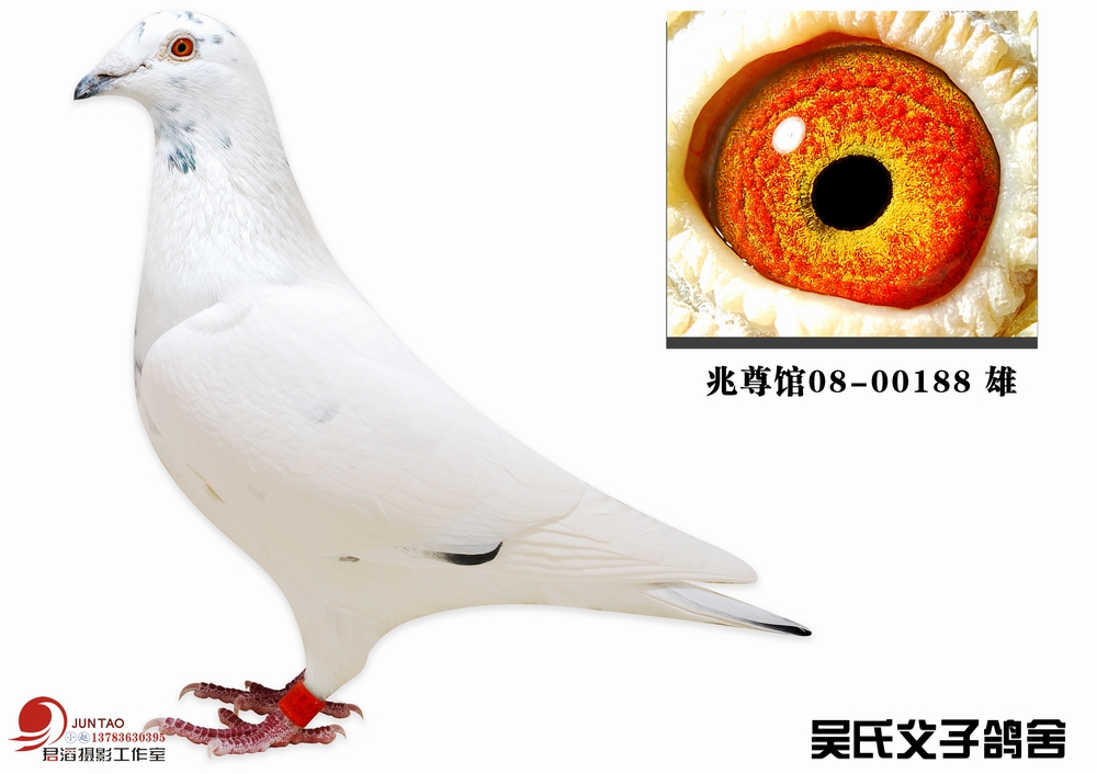 名鸽欣赏 名称:苍白188(仅供欣赏) 环号:兆尊馆08-00188/chn08-09
