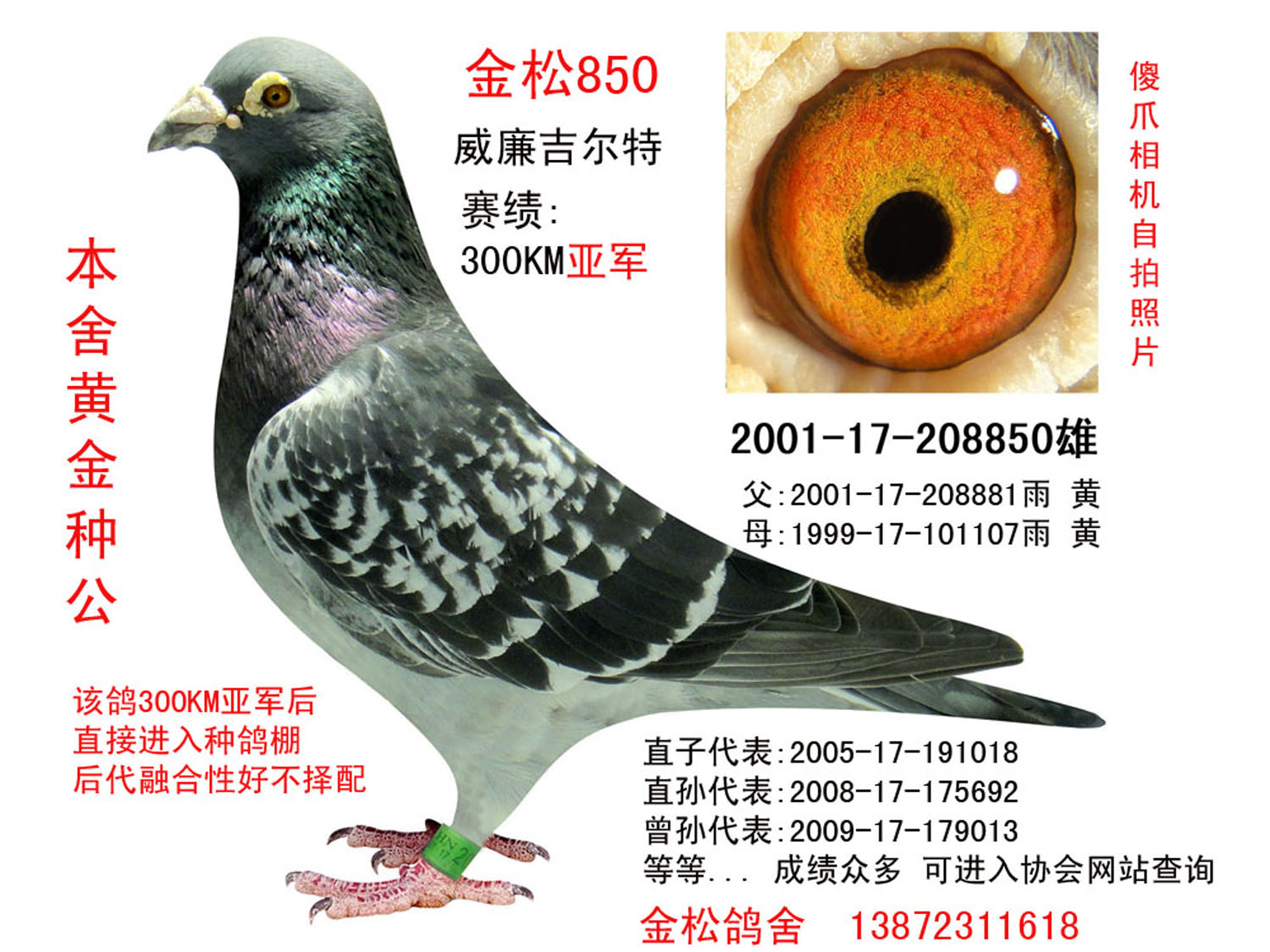 金松鸽舍-金松850