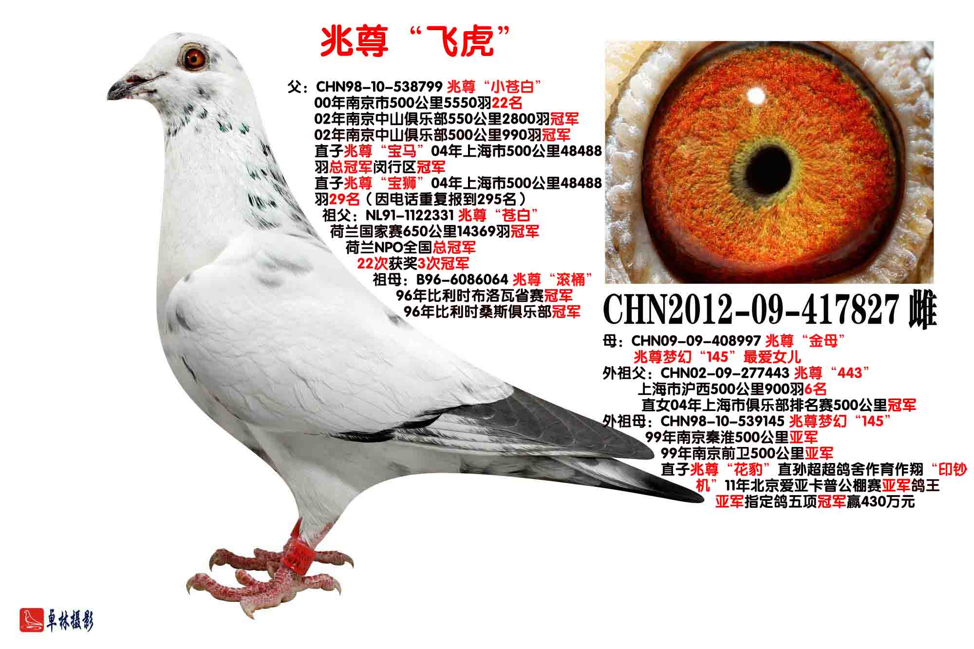 中国兆尊馆---兆尊"飞虎"【苍白骑士标杆直子作出】