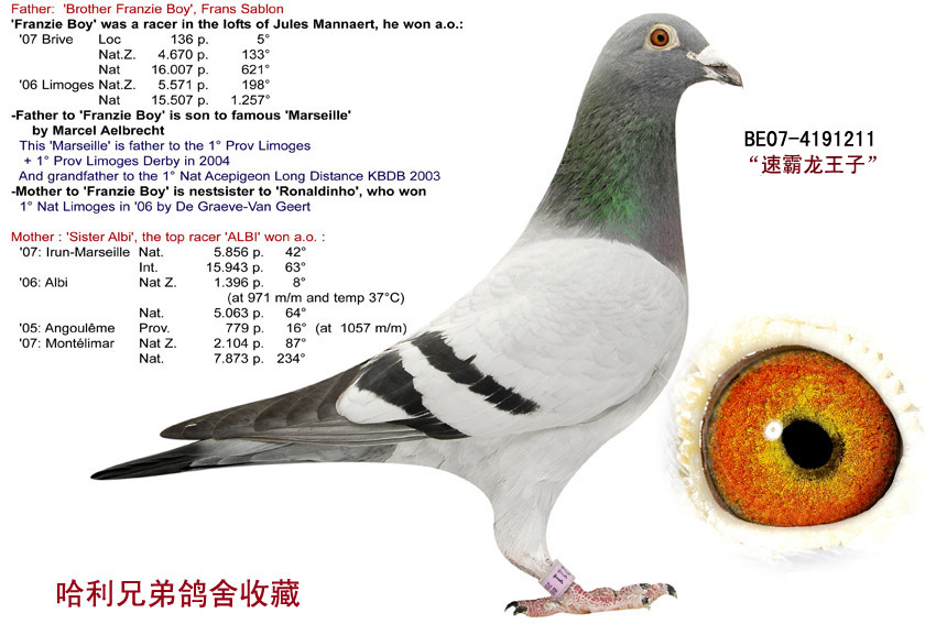 广西哈利兄弟鸽舍---速霸龙王子