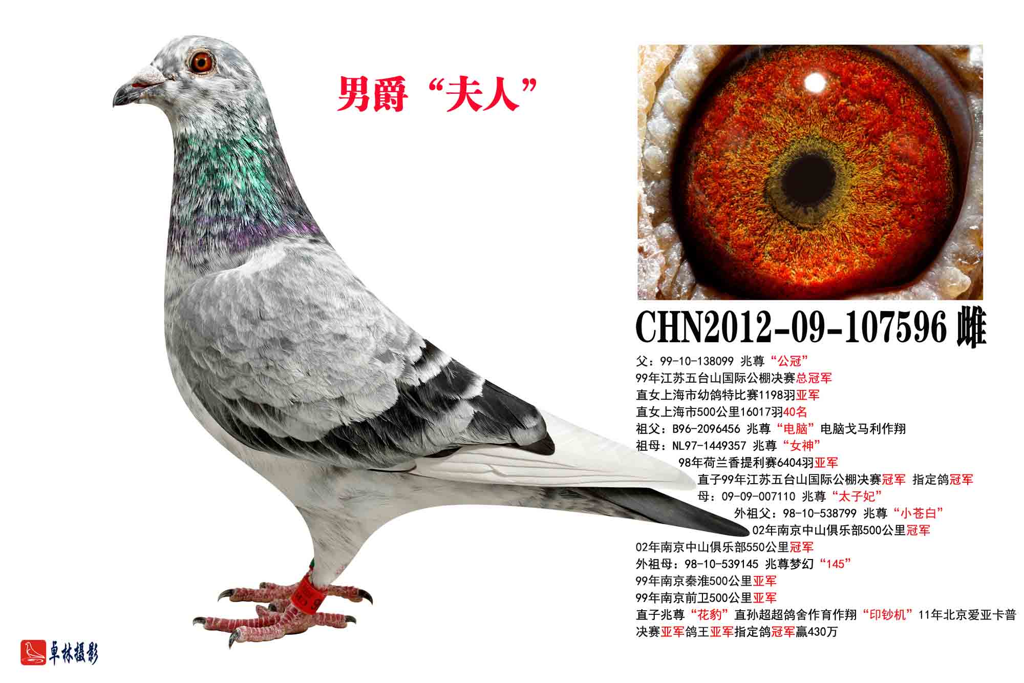 男爵"夫人"【兆尊馆·苍白骑士】