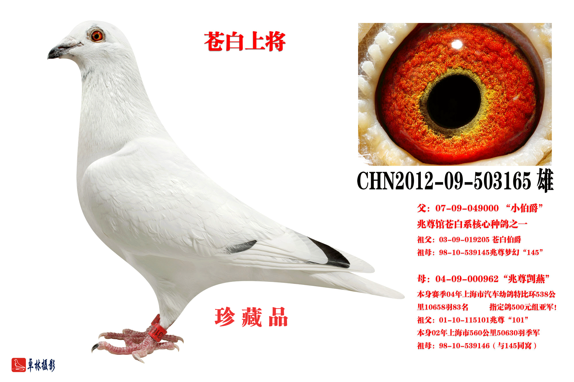 苍白上将【兆尊馆·苍白骑士】