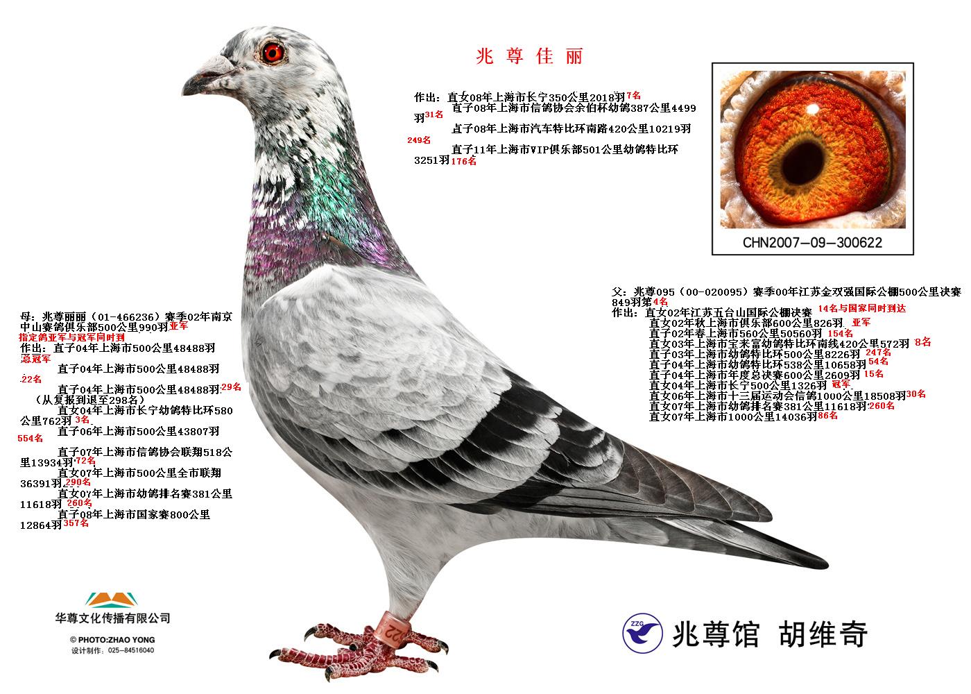 兆尊佳丽【兆尊馆·苍白骑士标杆直子作出】