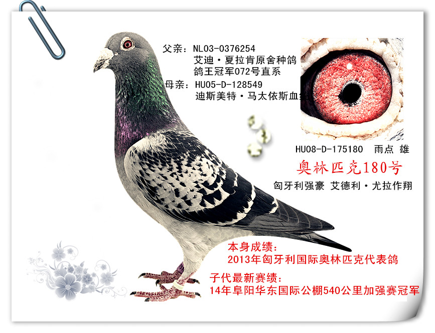 父亲:nl03-0376254  艾迪·夏拉肯原舍种鸽       鸽王冠军072号直系
