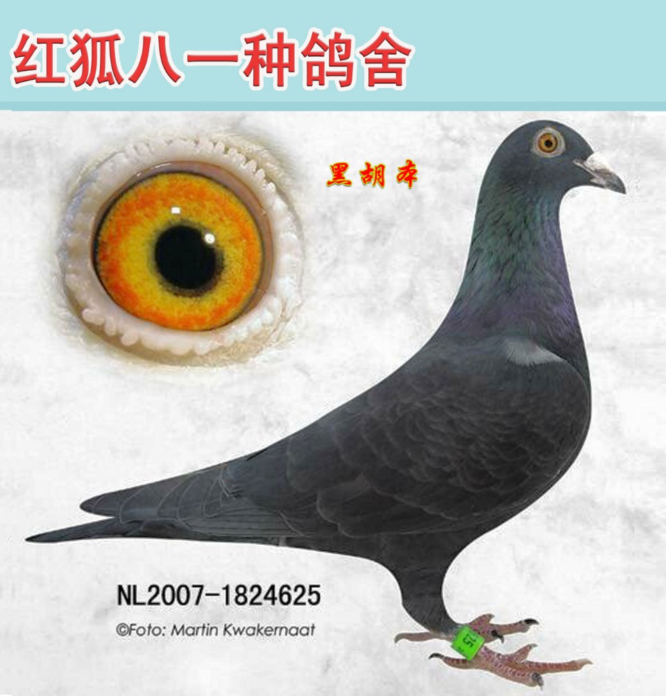山东红狐八一种鸽舍---黑胡本金母