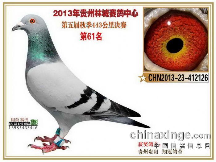 贵州林城公棚决赛61名.