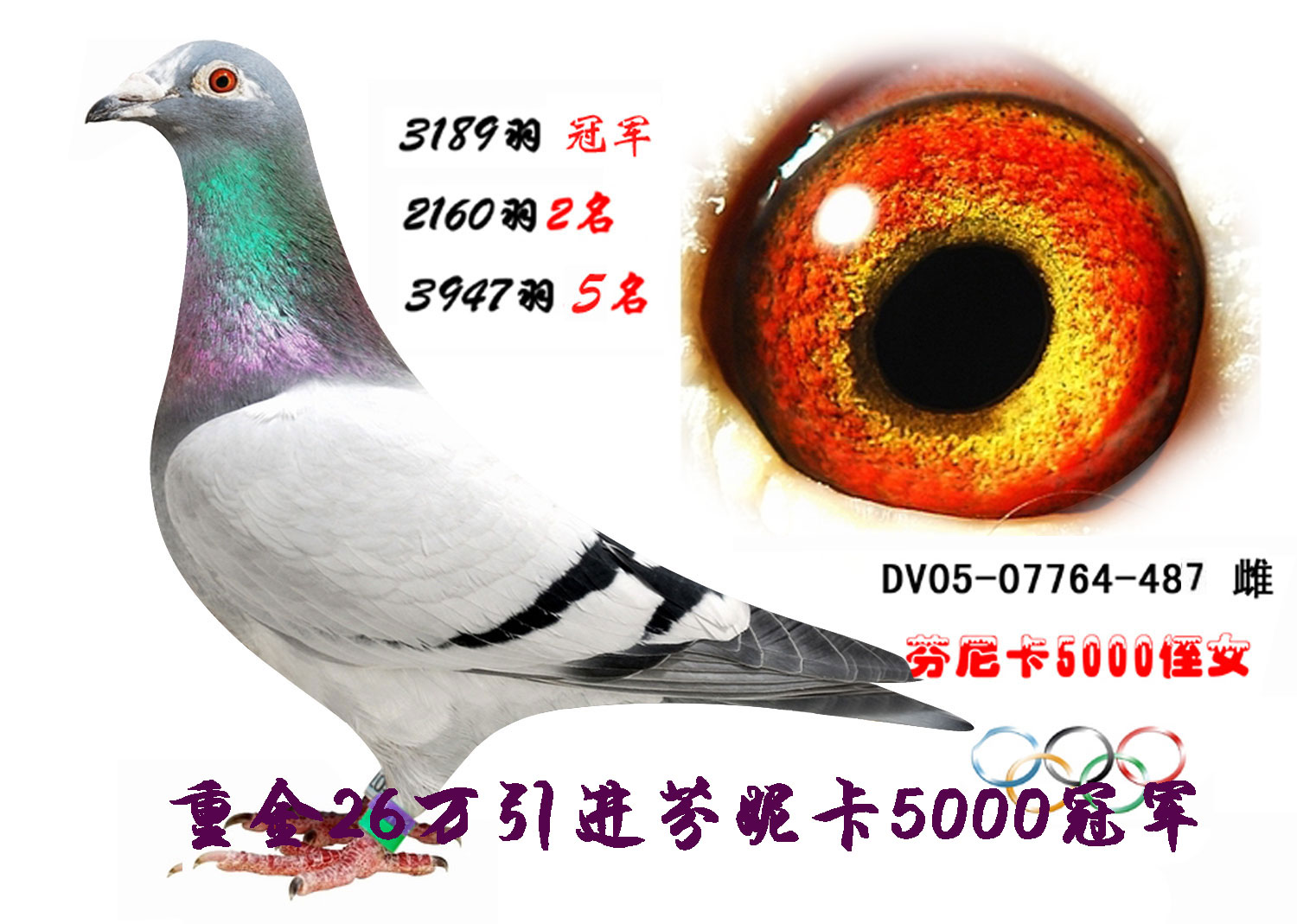 冠军芬妮卡5000