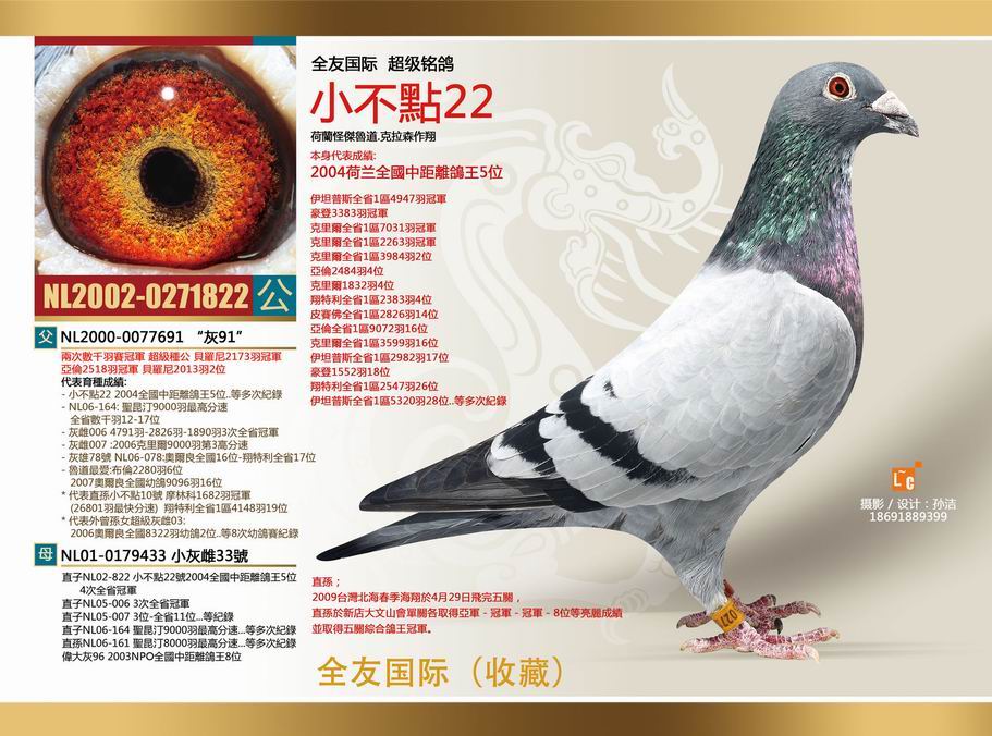 全友国际铭鸽-小不点22