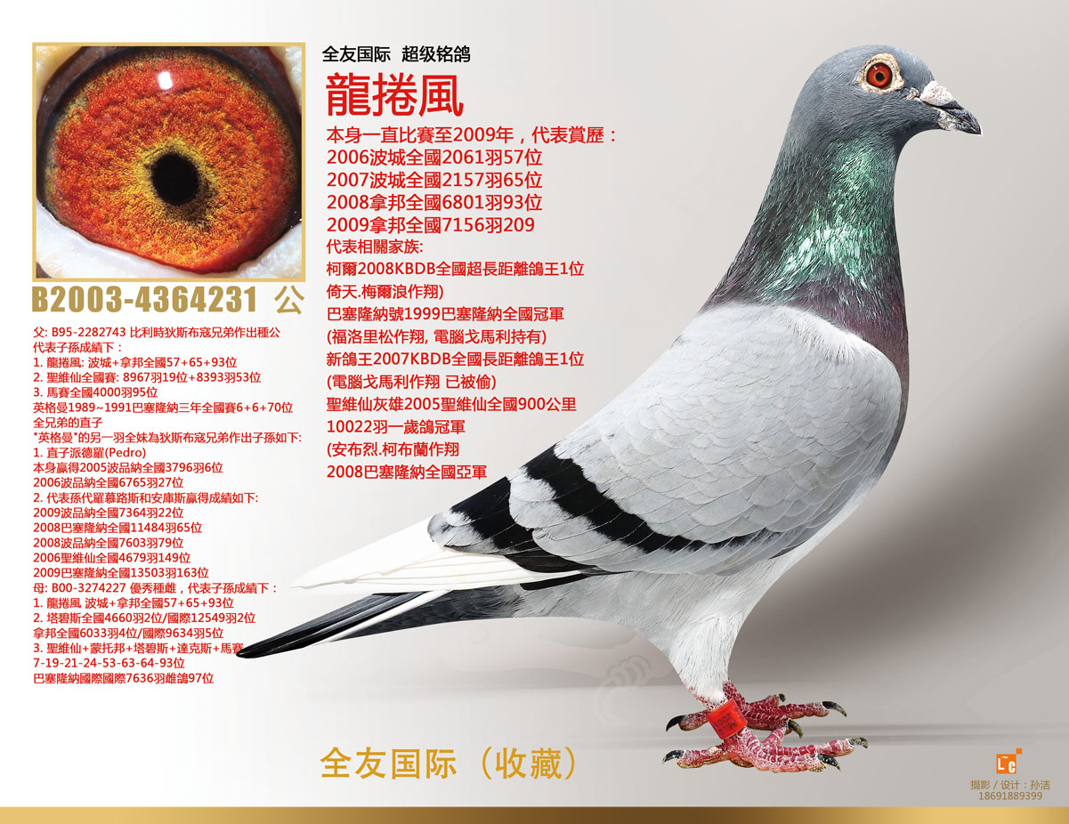 全友国际铭鸽-龙卷风