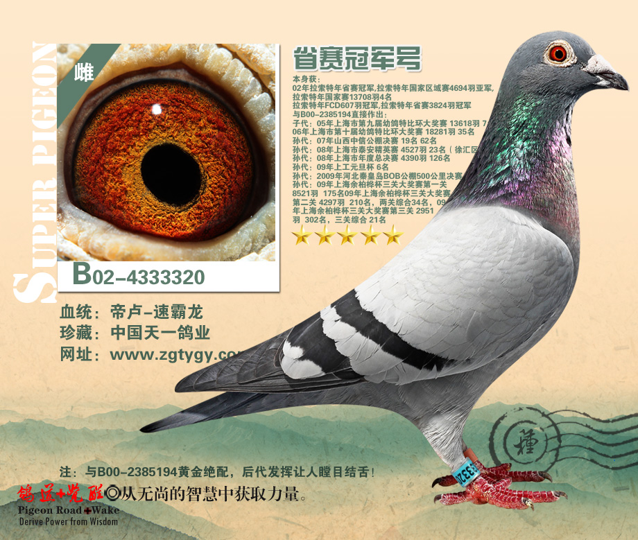 名鸽欣赏 名称:省赛冠军号 环号:b02-4333320 雌雄:雌 血统:速霸龙