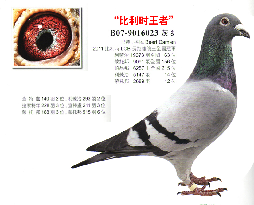 晋宝翔聪胜 ---比利时王者