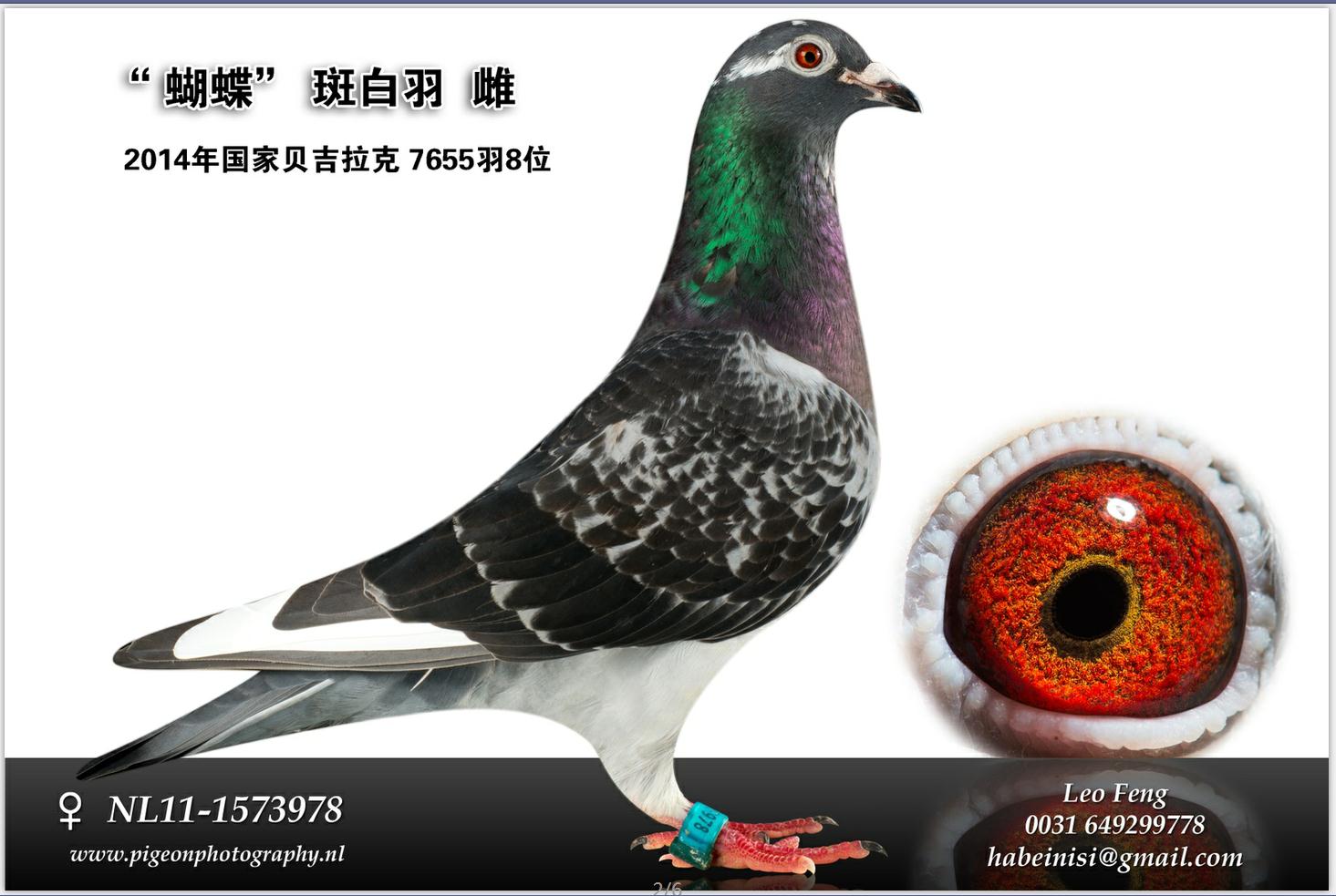 名鸽欣赏 名称:蝴蝶 环号:nl11-1573978 雌雄:雌 血统:哈贝尼斯(哈系