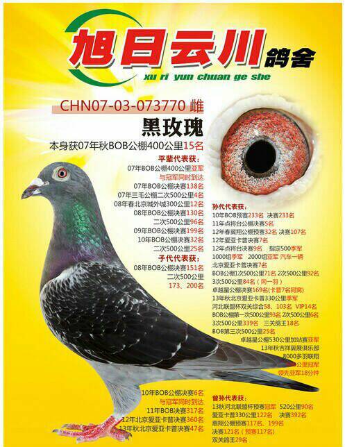 名鸽欣赏 名称:黑玫瑰 环号:chn2007-03-073770 雌雄:雌 血统:戈马利