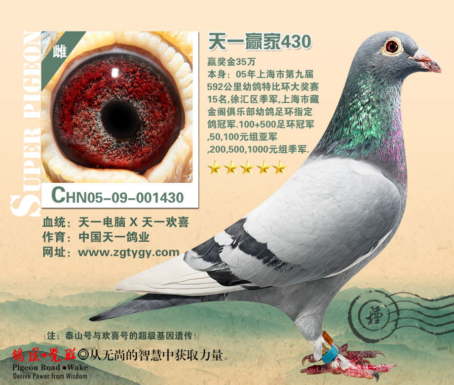 中国天一鸽业---天一赢家430