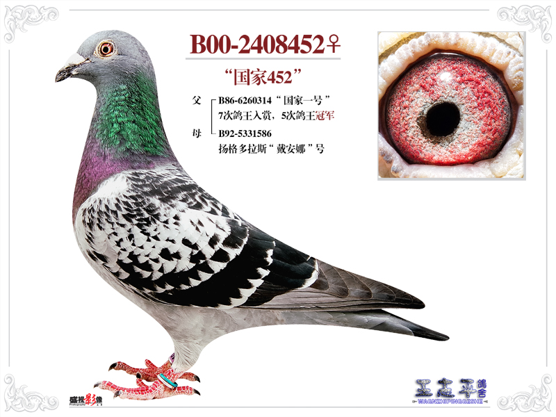 河北志平鸽舍---国家452