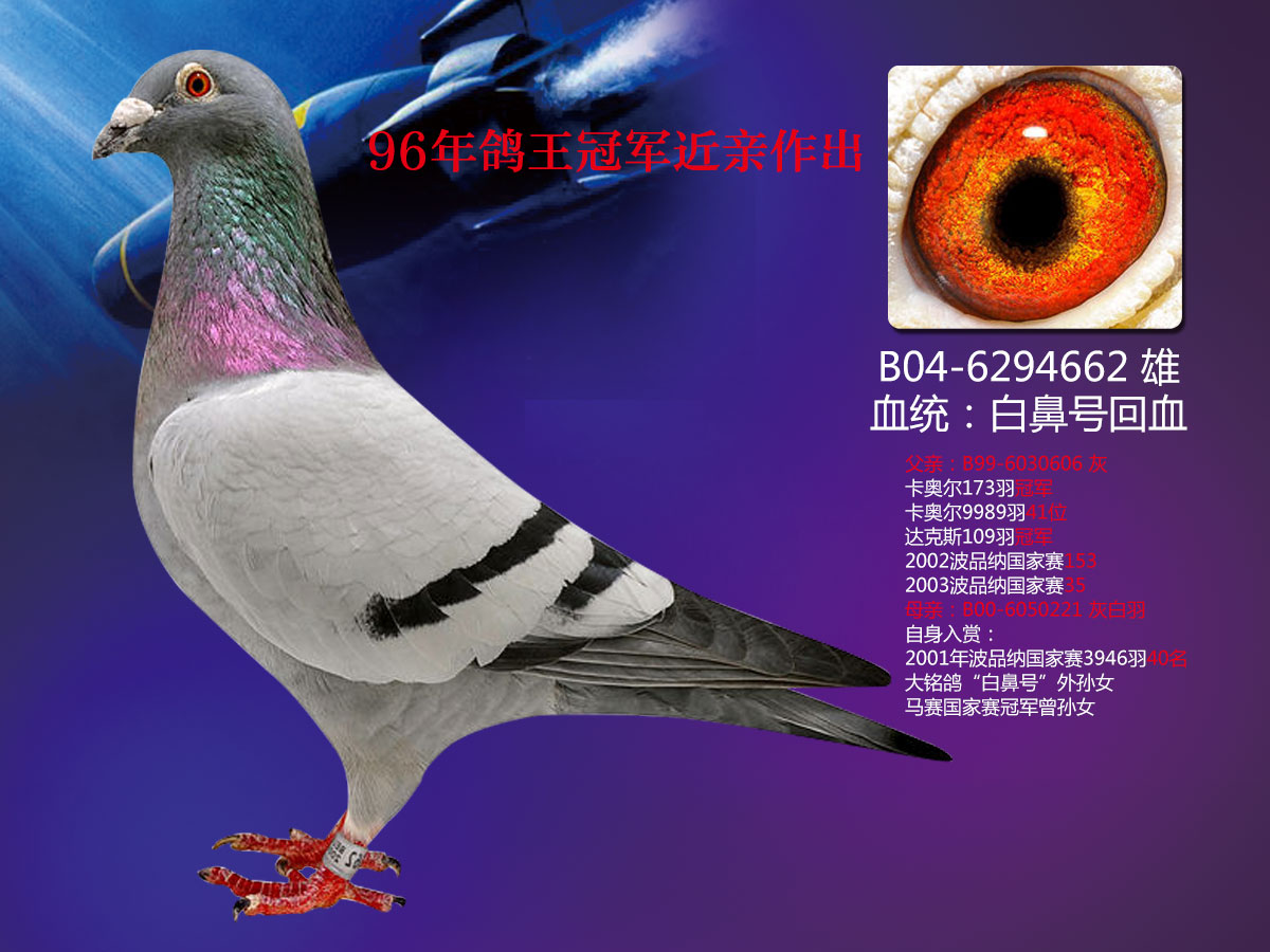 北京万军鸽舍---96年鸽王冠军近亲作出