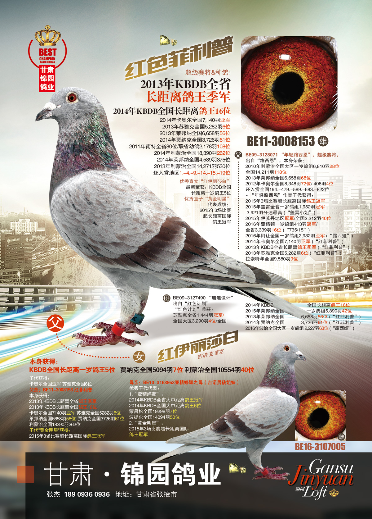 鸽子简介
