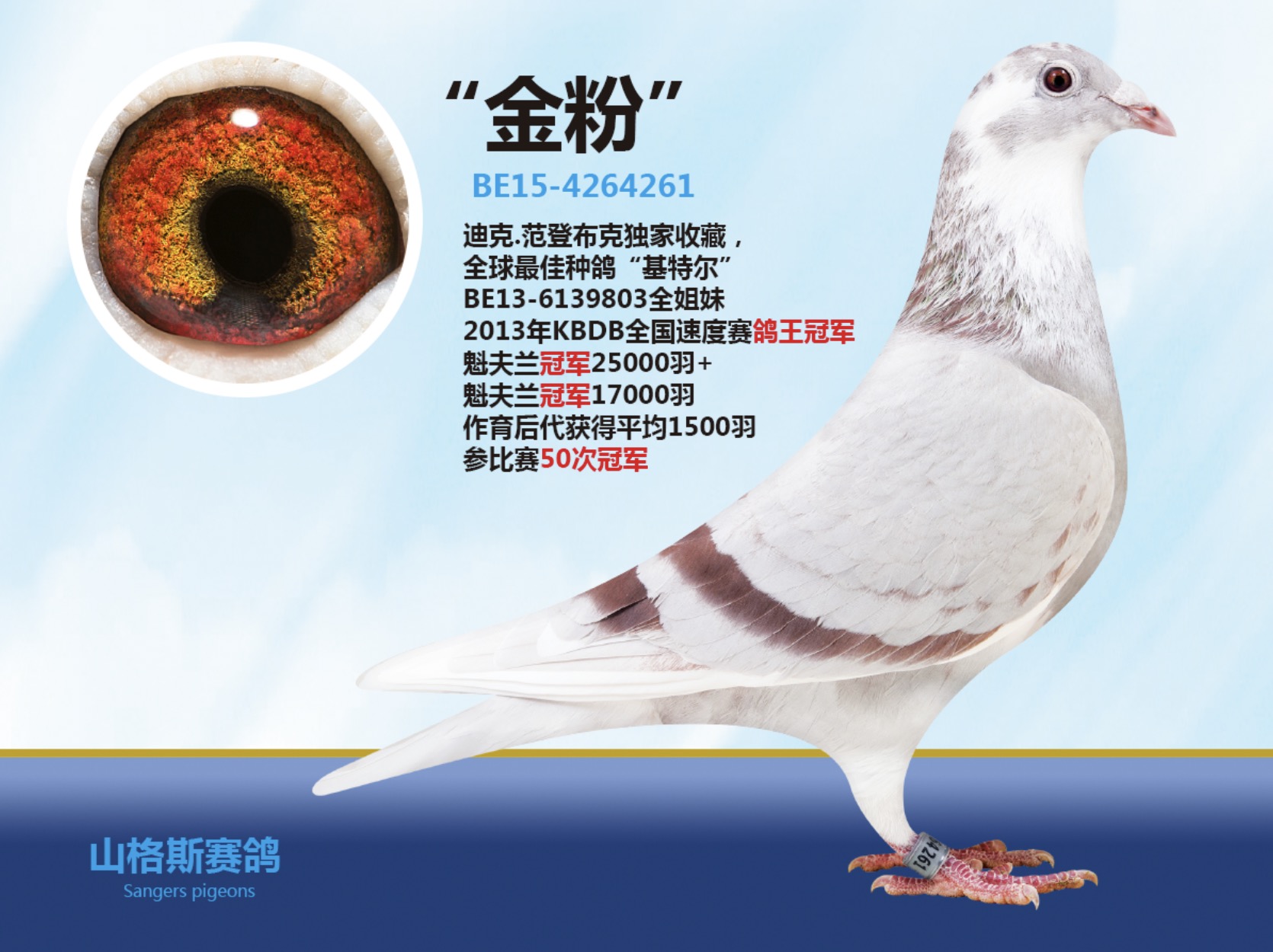 浏览次数:60 详细介绍 金粉 be15-4262261 全球知名种鸽"基特尔"
