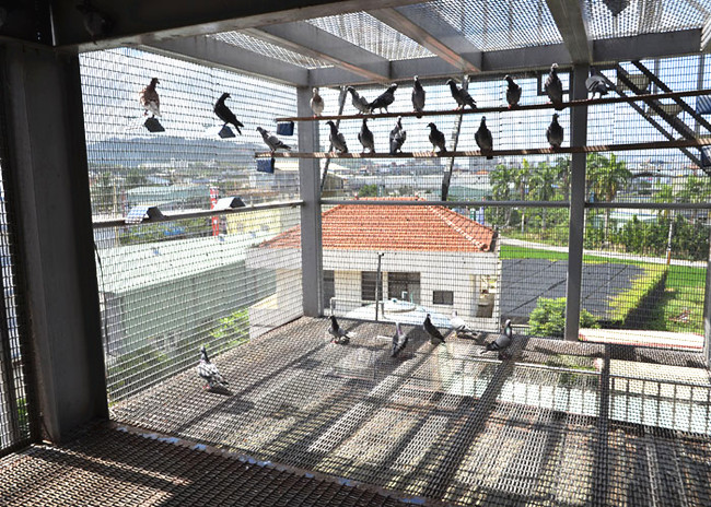 强瑞鸽舍:洪荣灿