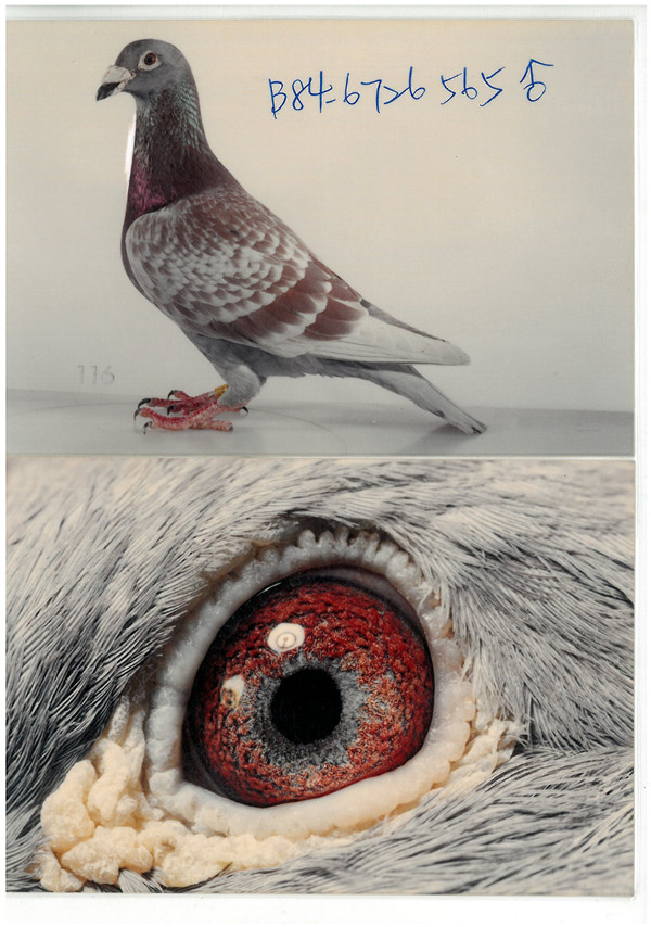 "小火箭"×詹森"019"-257