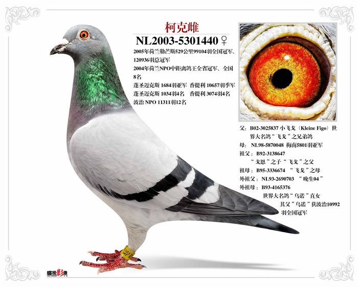 柯克雌(12万羽总冠军04年荷兰npo中距离鸽王浏览次数:1047