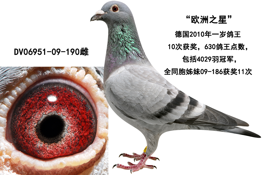 德国一岁龄鸽王