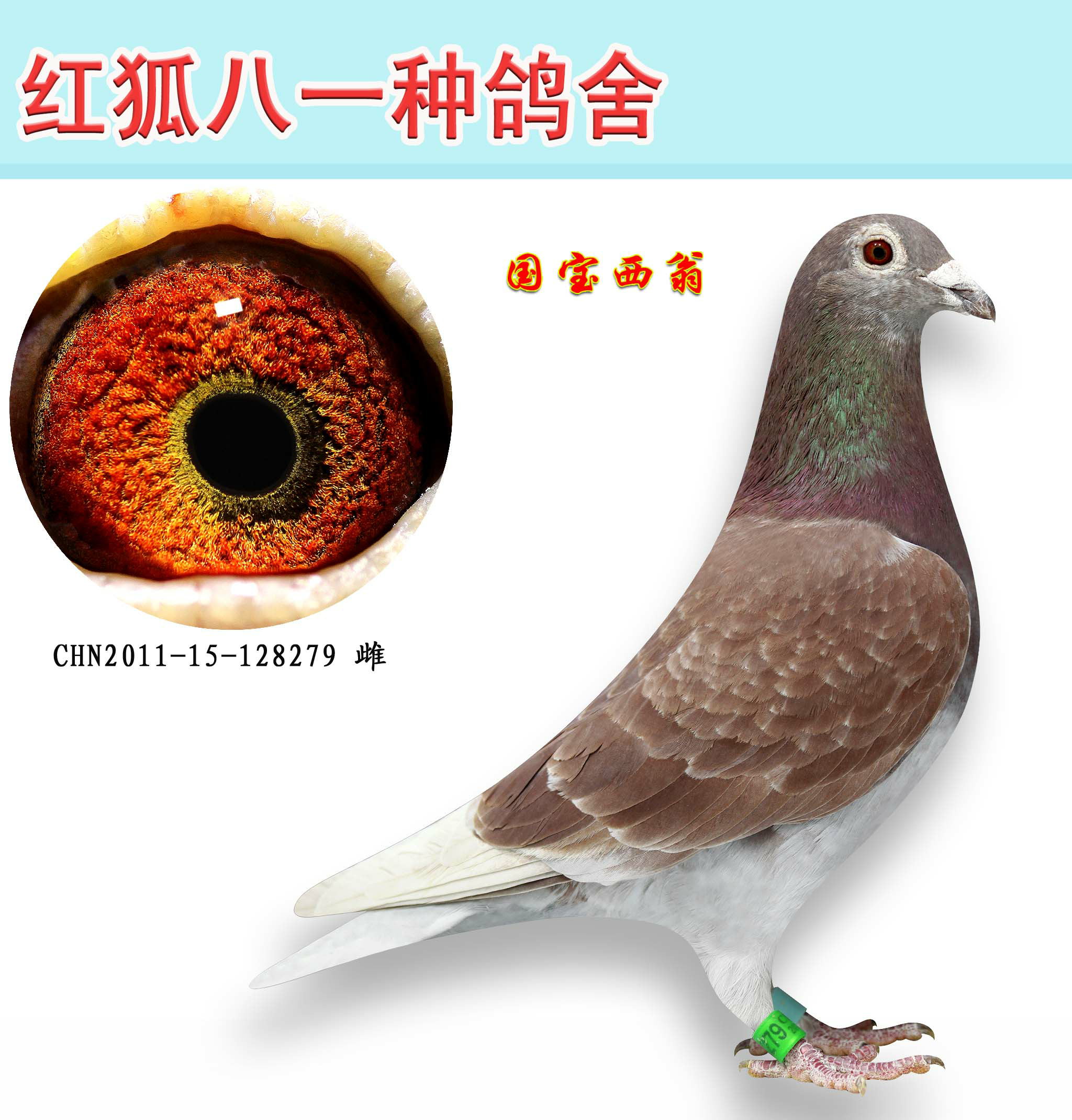 57 详细介绍 西翁高辈分超级种鸽,近亲回血种鸽,珍藏西翁种鸽