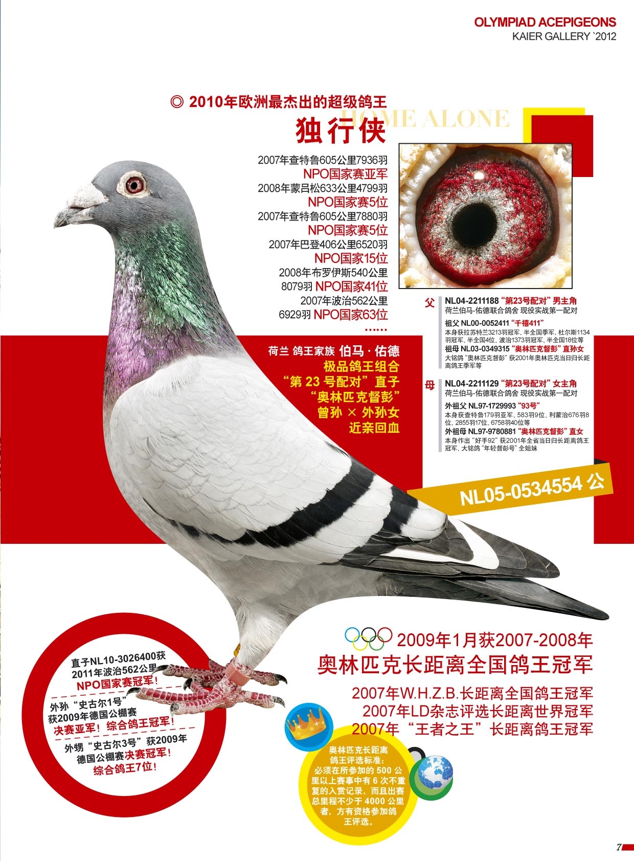 一对种鸽近500万，北京壹号鸽舍豪华种鸽阵容！