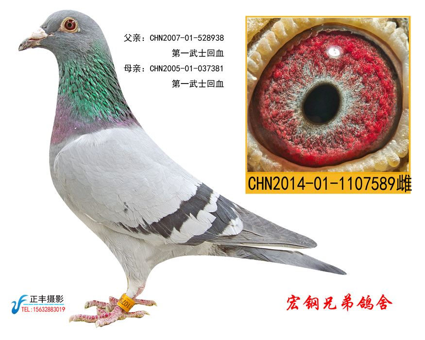 第一武士桑杰士闪电系东方不败狼狗号