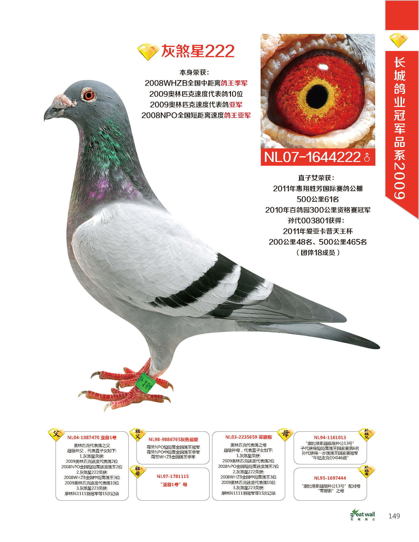 北京长城鸽业---灰煞星222