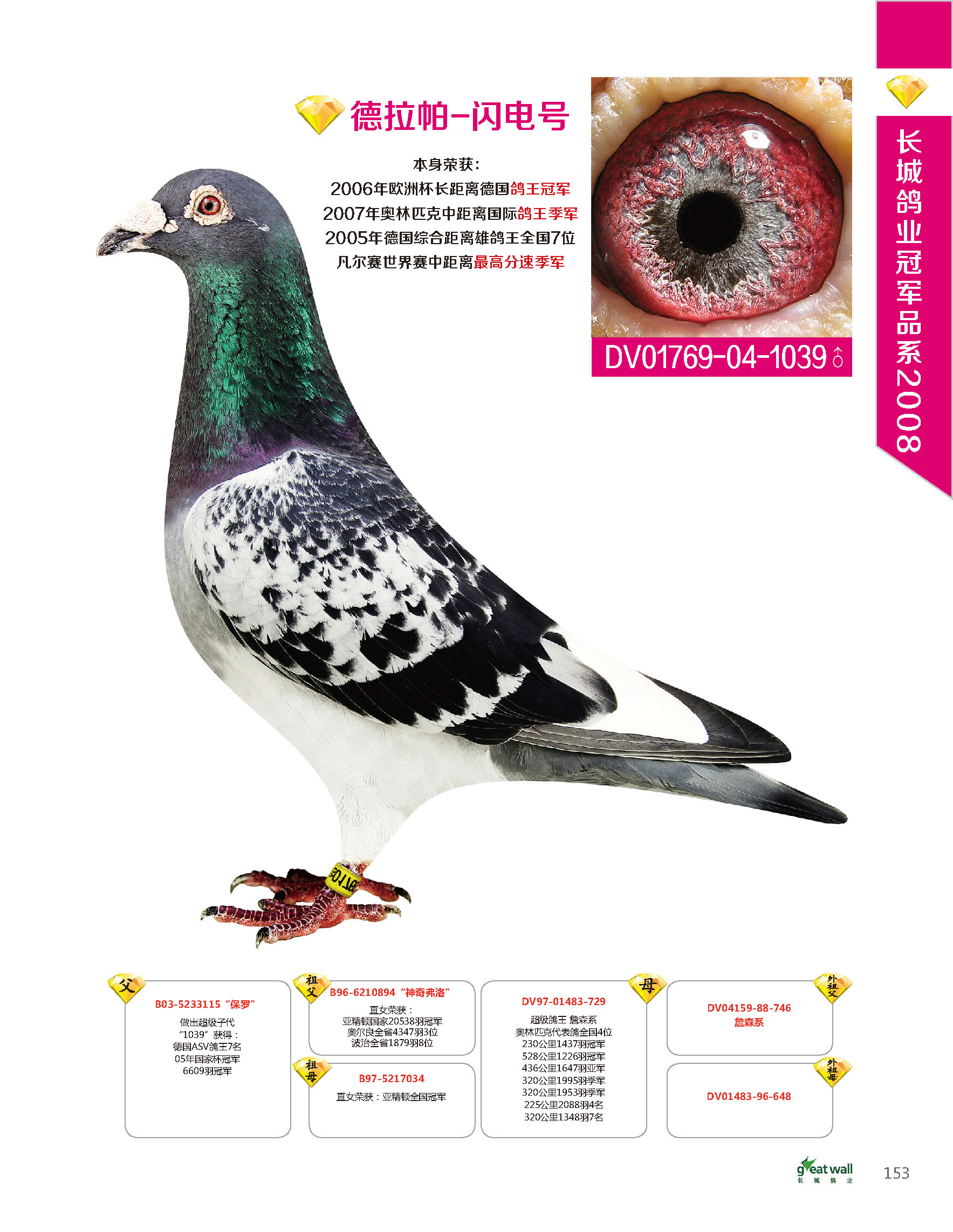 北京长城鸽业---德拉帕-闪电号