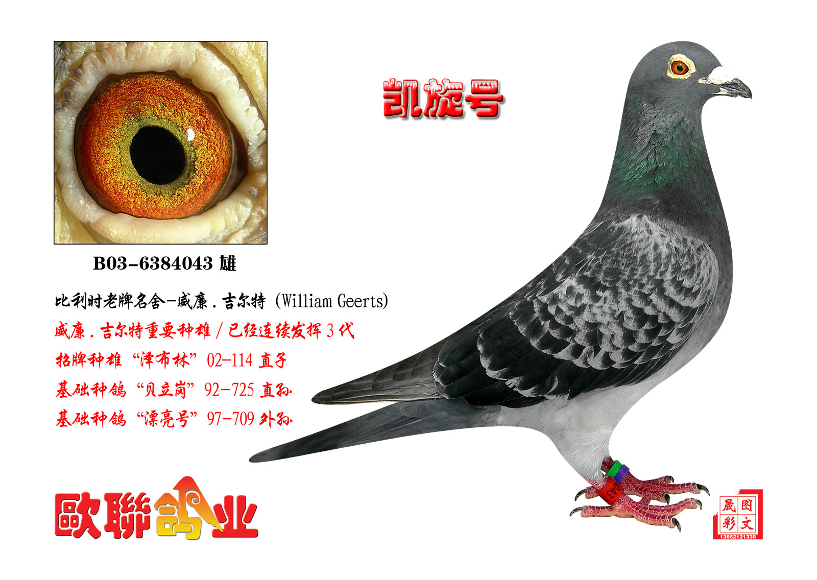 威廉.吉尔特-凯旋号