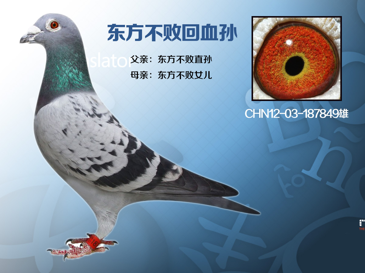 河北继峰鸽业---东方不败回血孙