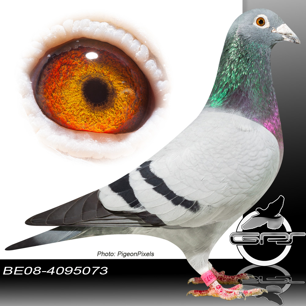 速霸龙高代种鸽直孙(非卖品)