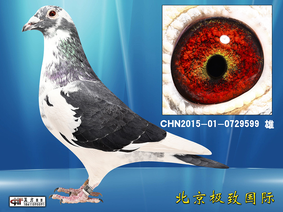 "白头席维斯特"近血 环号:chn2015-01-0729599 雌雄:雄 血统:吉林克斯