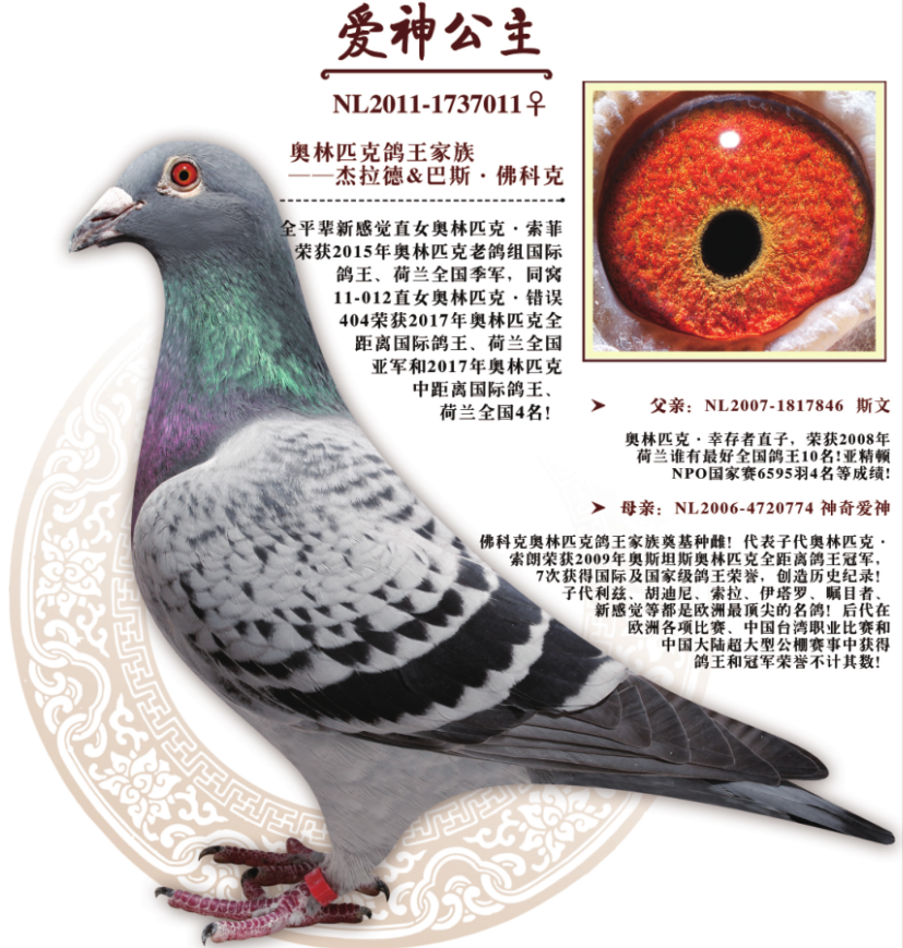 白兰鸽舍---爱神公主