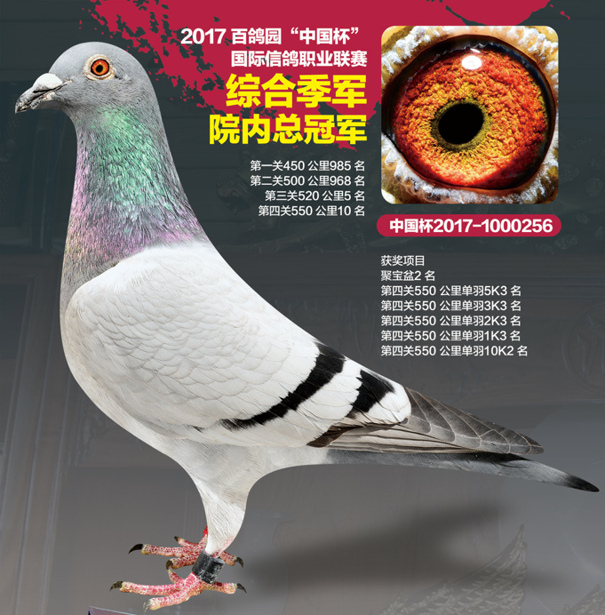 雌雄: 血统: 赛绩:2017 百鸽园 "中国杯"国际信鸽职业联赛 院内总冠军